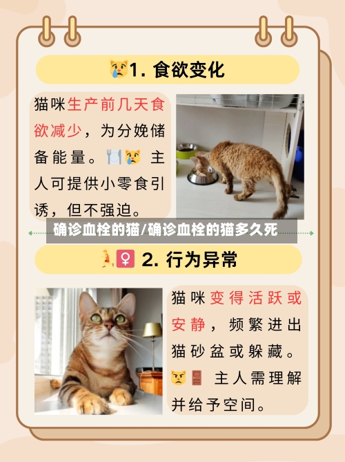 确诊血栓的猫/确诊血栓的猫多久死