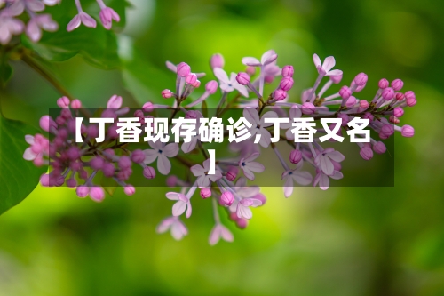 【丁香现存确诊,丁香又名】-第2张图片