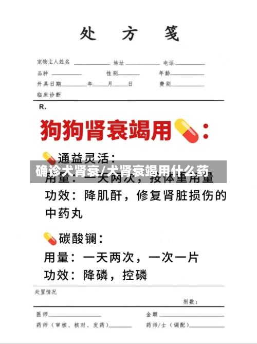 确诊犬肾衰/犬肾衰竭用什么药