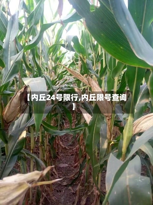 【内丘24号限行,内丘限号查询】-第3张图片
