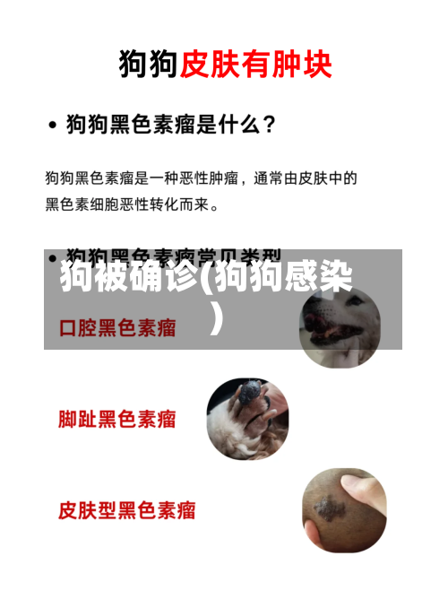 狗被确诊(狗狗感染)