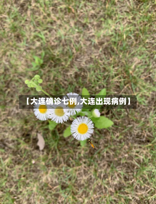 【大连确诊七例,大连出现病例】